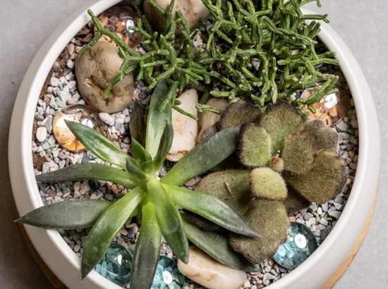 TABLETOP GARDEN 3/27 (WED) 7PM