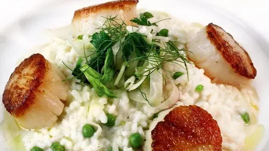 Sea Scallops