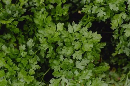 Small Cilantro