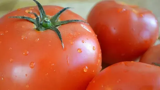 Tomatoes 