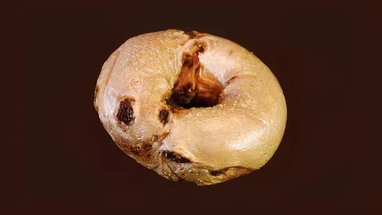 Cinnamon Raisin Bagel..