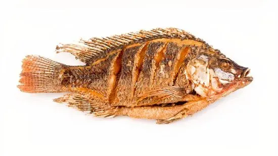 Tilapia