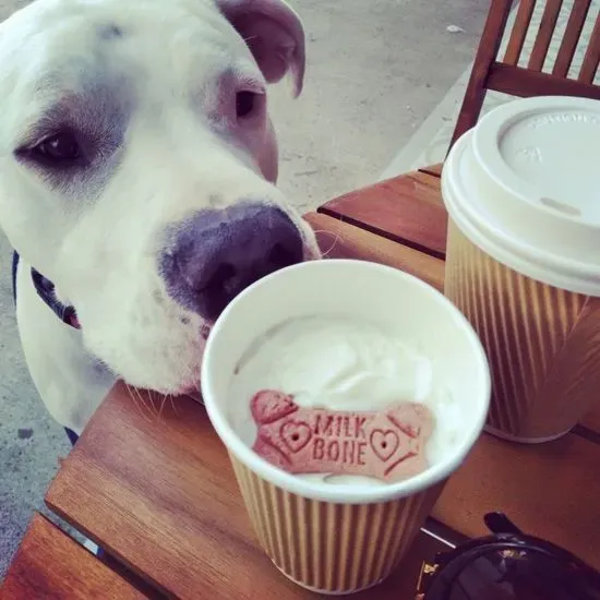 Luna Latte (For The Pups)