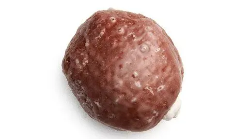 Chocolate Cream Filled