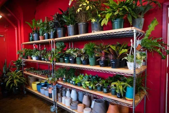 Mae Mae Café & Plant Shop