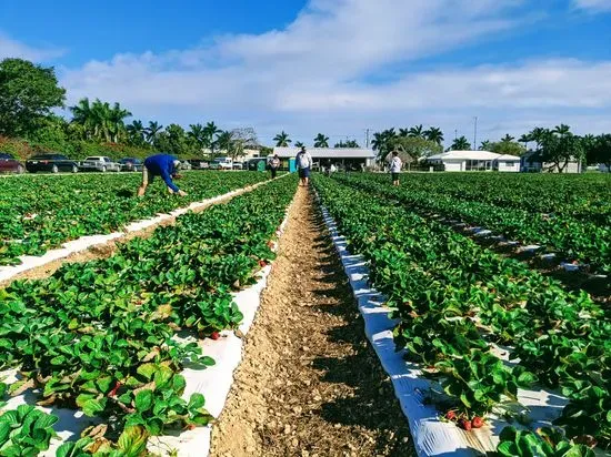 Knaus Berry Farm