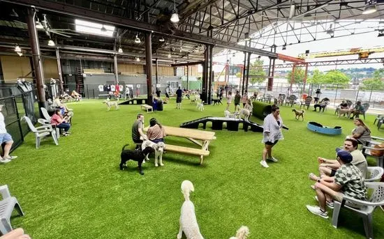 Good Dog Pet Resort & Bar