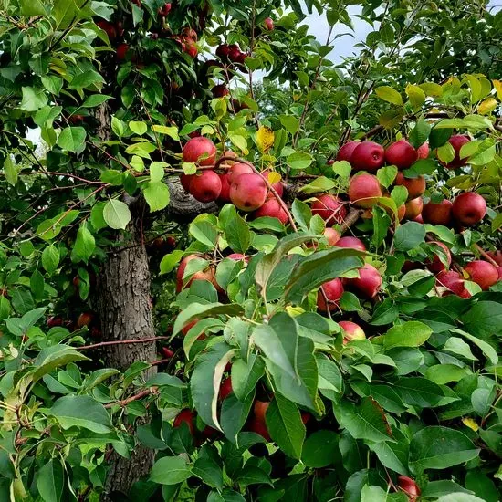 Pine Tree Apple Orchard