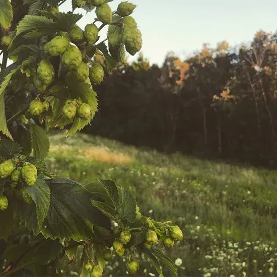 Gnarly Cedar Brewery