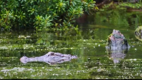 Airboat Adventures