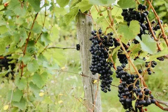 Knapp Winery