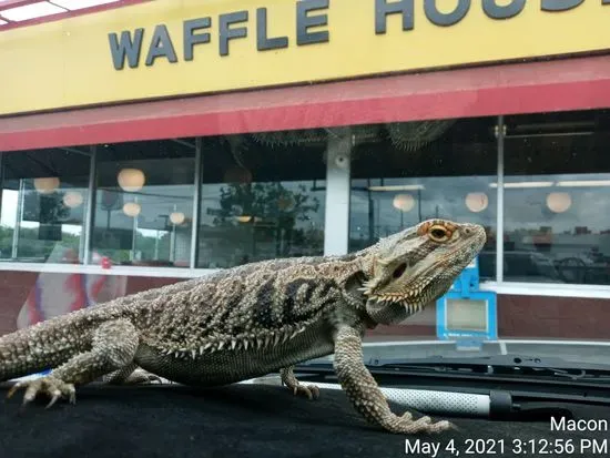 Waffle House