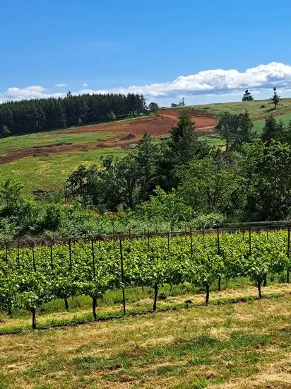 Cubanisimo Vineyards