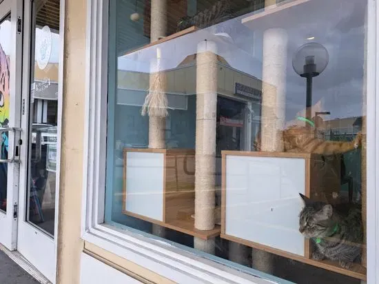 Toe Beans & Dreams Adoption Cafe