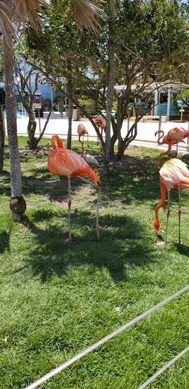 Miami Seaquarium Pink’s Hot Dog