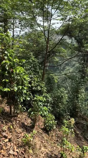 Finca KOA