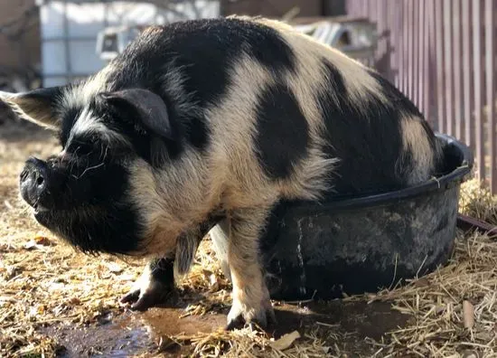 Heartquist Hollow Family Farm