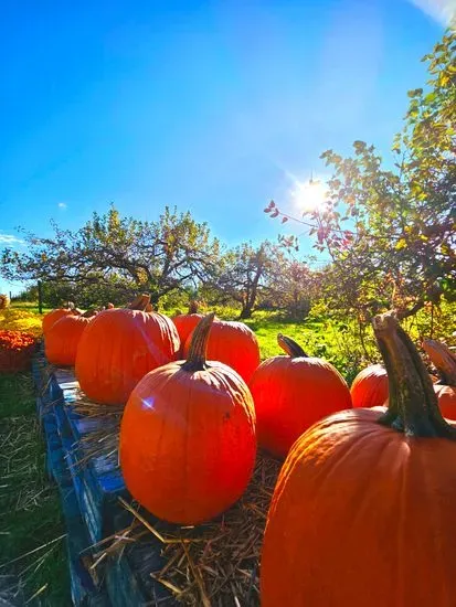 Styer Orchard Inc.