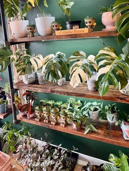 Houseplant Nation - Plants & Coffee Shop