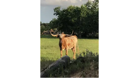 Turquoise Acres Ranch