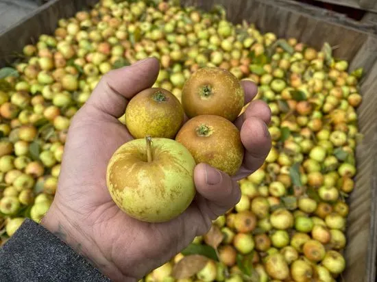 Steampunk Cider