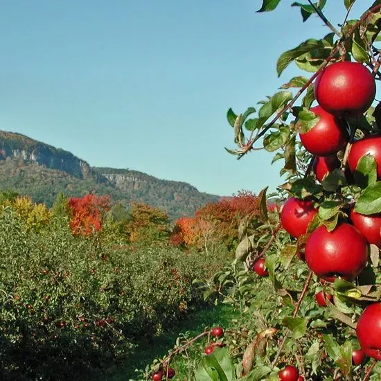 Indian Ladder Farms