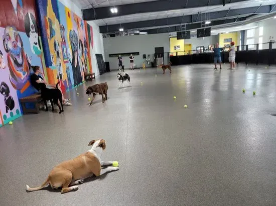 The Pack Indoor Dog Park, Restaurant and Bar