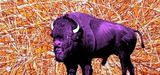 The Purple Buffalo