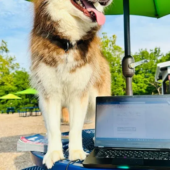 Off Leash Social - A Dog Park & Bar