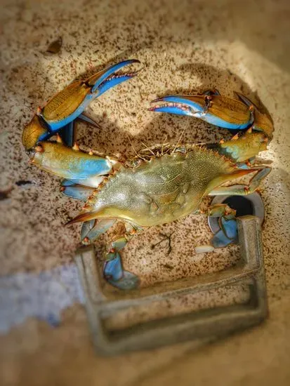 Sillery Bay Crabs