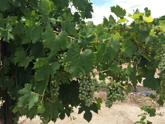 Balzano Family Vineyard & Pumpkin Patch