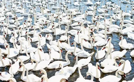 Abbotsbury Swannery