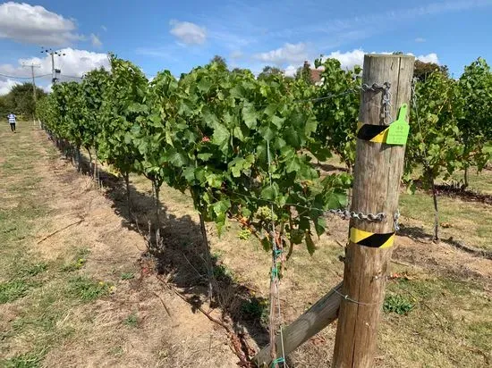 Crouch Ridge Vineyard