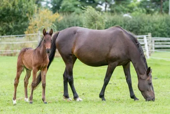 World Horse Welfare Penny Farm