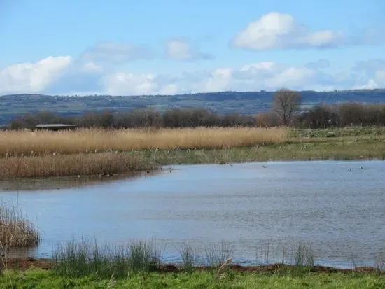 RSPB Burton Mere Wetlands