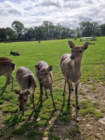 Sky Park Farm