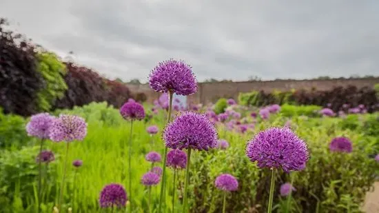 Helmsley Walled Garden