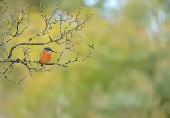 RSPB Radipole Lake