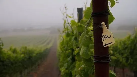 Pali Wine Co.