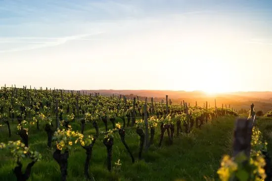 Maurice Car’rie Vineyard