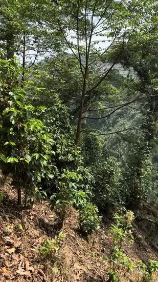 Finca Koa