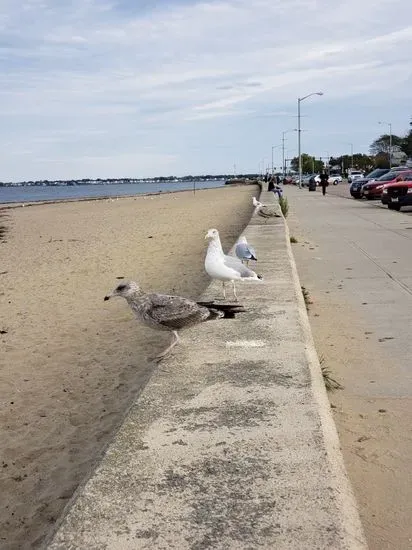 Beachcomber