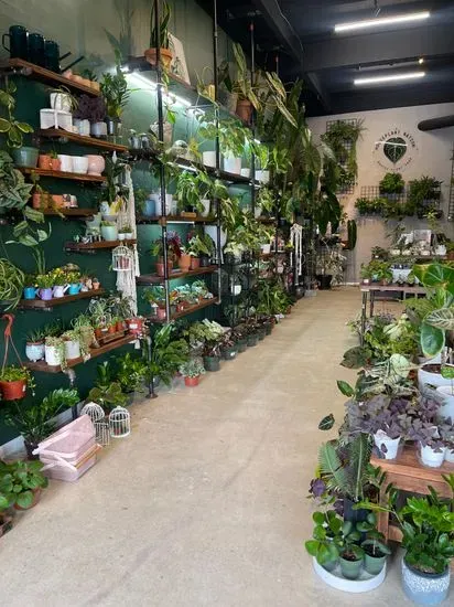 Houseplant Nation - Plants & Coffee Shop